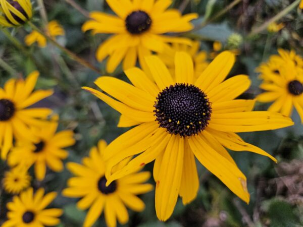 thumbnail_6000-1430.jpg Rudbeckia fulgida 'Goldsturm' | 12 stuks