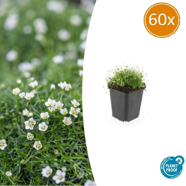 thumbnail_6000-1461.jpg Sagina subulata | 60 stuks