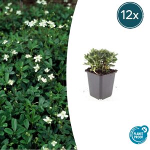 thumbnail_6000-1479.jpg Potentilla tridentata 'Nuuk' | 12 stuks