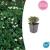 Potentilla tridentata 'Nuuk' | 20 stuks