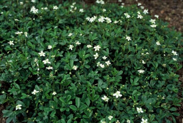 thumbnail_6000-1502.jpg Potentilla tridentata 'Nuuk' | 60 stuks