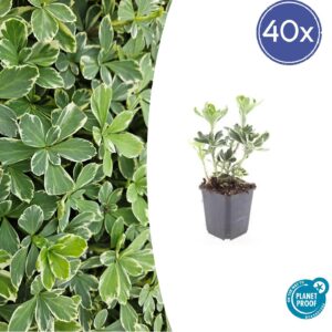 Pachysandra terminalis 'Variegata' | 40 stuks