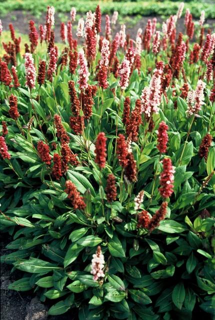 thumbnail_6000-1513.jpg Persicaria aff 'Darjeeling Red' | 6 stuks