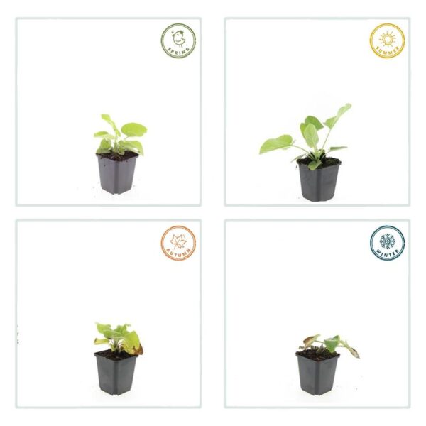 Phlomis russeliana | 6 stuks