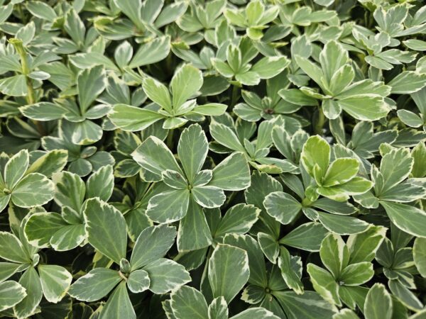Pachysandra terminalis 'Variegata' | 6 stuks