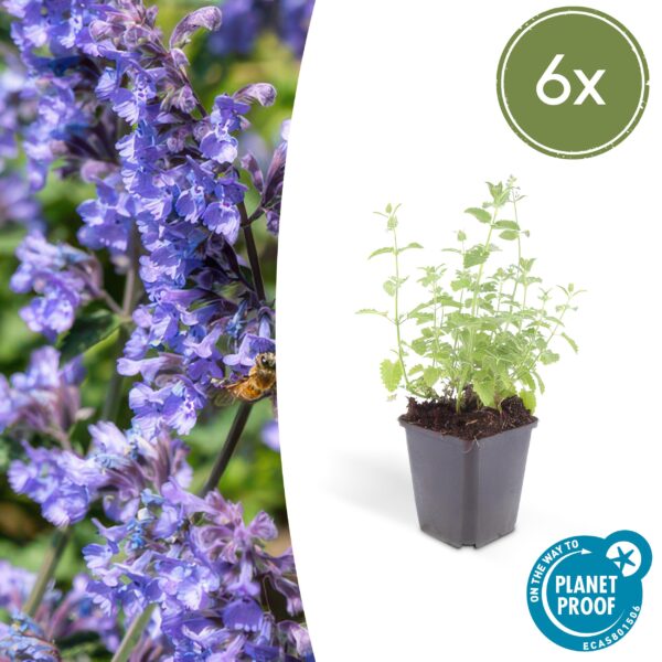 Nepeta 'Six Hills Giant' | 6 stuks