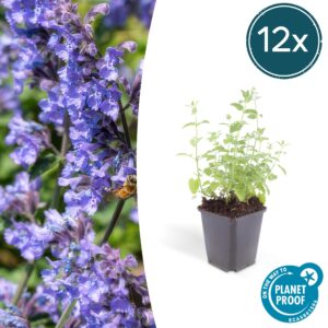 Nepeta 'Six Hills Giant' | 12 stuks