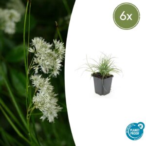 Luzula nivea | 6 stuks
