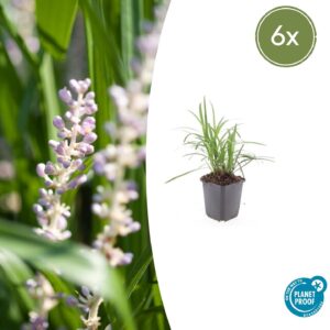 Liriope muscari 'Monroe White' | 6 stuks