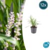 Liriope muscari 'Monroe White' | 12 stuks