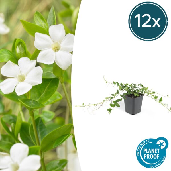 Vinca minor 'Alba' | 12 stuks