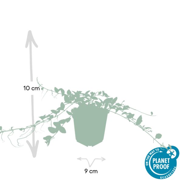 Vinca minor 'Alba' | 12 stuks