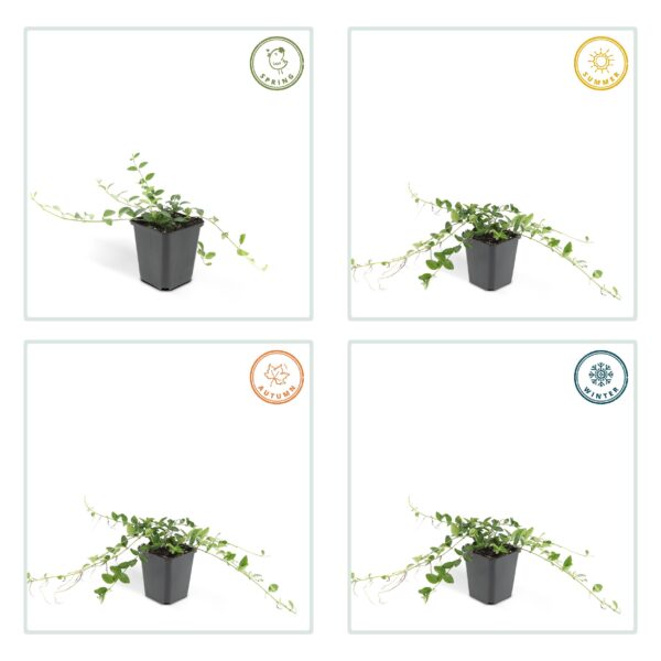 Vinca minor 'Alba' | 12 stuks