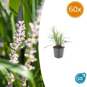 Liriope muscari 'Moneymaker' | 60 stuks