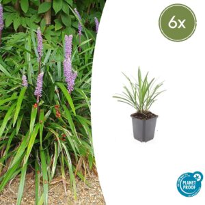 Liriope muscari 'Ingwersen' | 6 stuks