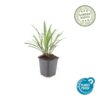 Liriope muscari 'Ingwersen' | 40 stuks