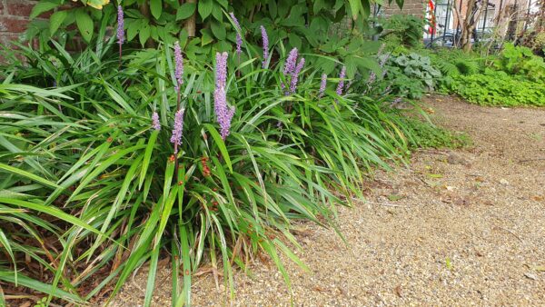 thumbnail_6000-1775.jpg Liriope muscari 'Ingwersen' | 40 stuks