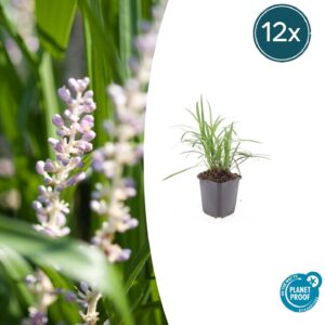 Liriope muscari 'Moneymaker' | 12 stuks