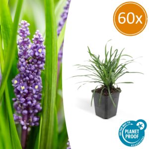 Liriope muscari 'Big Blue' | 60 stuks