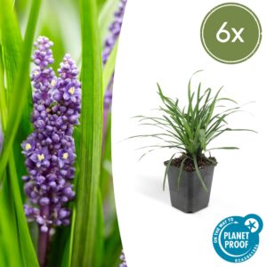 thumbnail_6000-1797.jpg Liriope muscari 'Big Blue' | 6 stuks
