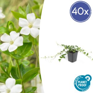 Vinca minor 'Alba' | 40 stuks