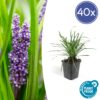 Liriope muscari 'Big Blue' | 40 stuks
