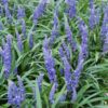 Liriope muscari 'Big Blue' | 40 stuks