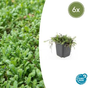 Leptinella squalida | 6 stuks