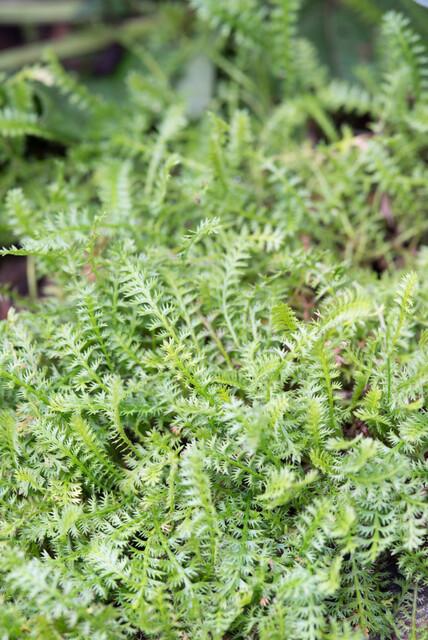 Leptinella squalida | 6 stuks