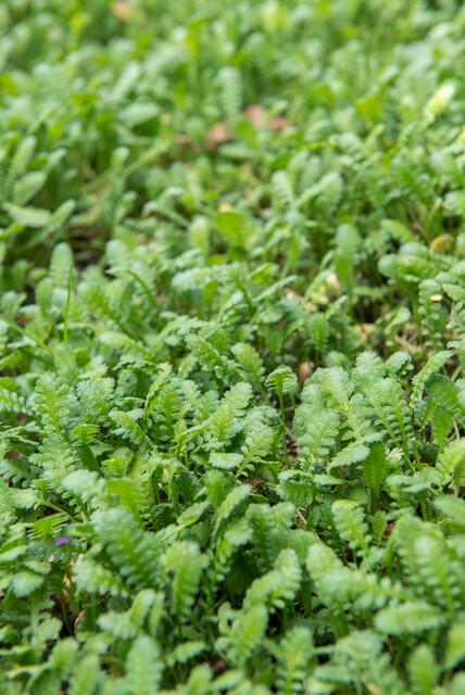 Leptinella squalida | 6 stuks