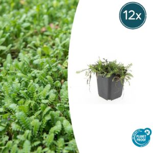 Leptinella squalida | 12 stuks