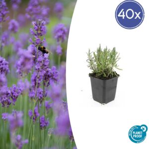 Lavandula angustifolia 'Munstead' | 40 stuks