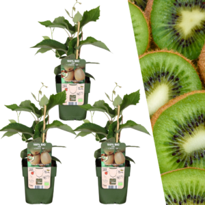Kiwi-plant Biologisch | 3 stuks