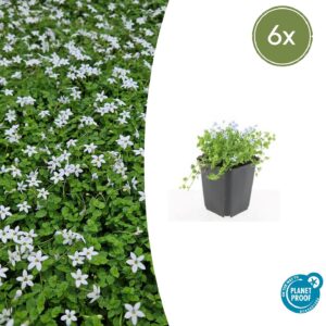 Isotoma fluviatilis 'Alba' | 6 stuks