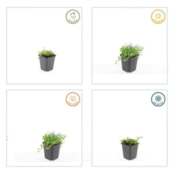 thumbnail_6000-1923.jpg Isotoma fluviatilis 'Alba' | 6 stuks