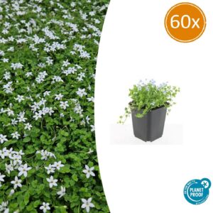 Isotoma fluviatilis 'Alba' | 60 stuks