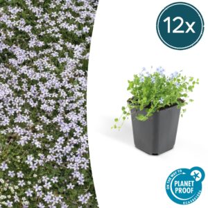 Isotoma fluviatilis | 12 stuks