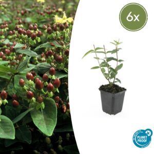 thumbnail_6000-2048.jpg Hypericum inodorum | 6 stuks
