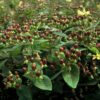 Hypericum inodorum 'Rheingold' | 60 stuks