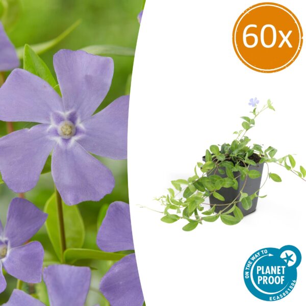 Vinca minor | 60 stuks