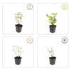 Hypericum inodorum 'Beauty' | 12 stuks