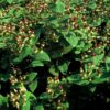 Hypericum inodorum 'Beauty' | 60 stuks