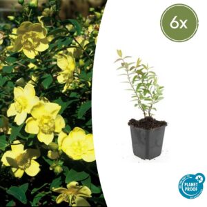 thumbnail_6000-2126.jpg Hypericum 'Hidcote' | 6 stuks