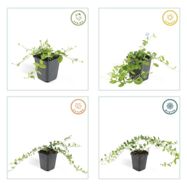 Vinca minor | 60 stuks