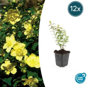 thumbnail_6000-2132.jpg Hypericum 'Hidcote' | 12 stuks