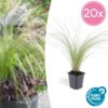 Stipa tenuissima 'Ponytails' | 20 stuks
