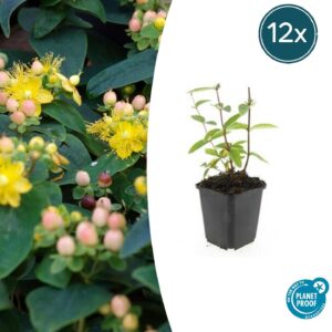 thumbnail_6000-2156.jpg Hypericum inodorum 'Annebel' | 12 stuks