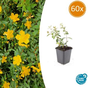 thumbnail_6000-2174.jpg Hypericum dummeri 'Peter Dummer' | 60 stuks