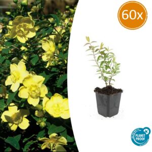 thumbnail_6000-2181.jpg Hypericum 'Hidcote' | 60 stuks