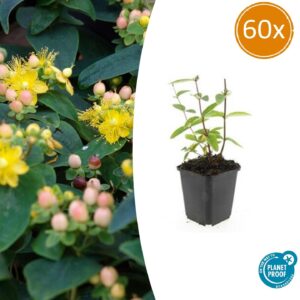 thumbnail_6000-2187.jpg Hypericum inodorum 'Annebel' | 60 stuks